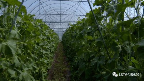 西昌外滩吃瓜,夏日吃瓜盛宴，畅享清凉时光